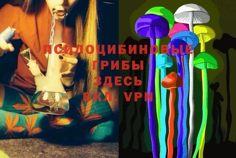 Псилоцибиновые грибы Psilocybe Зеленодольск